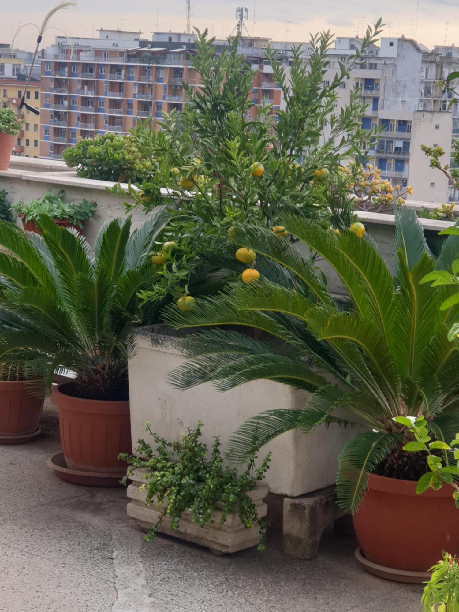 B&B Ganaj La Terrazza Di Ganaj Bari Exterior foto